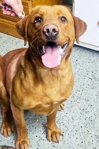 Logan Township receives new K9 officer